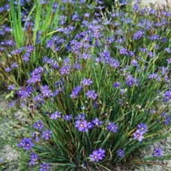 Sisyrinchium Angustifolium P9 Cm