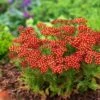 Achillea Millefolium Milly Rock Red P9 Cm 1 Achillea Millefolium Milly Rock Red P9 Cm -Verse Voor Winkel 9WEGVJ8E aa72