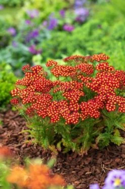 Achillea Millefolium Milly Rock Red P9 Cm