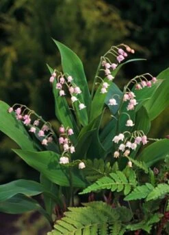 Convallaria Majalis 'Rosea' P9 Cm
