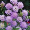 Knautia Arvensis P9 Cm 2 Knautia Arvensis P9 Cm -Verse Voor Winkel A29EX5CB 7533