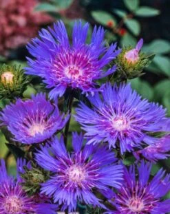 Stokesia Laevis P9 Cm
