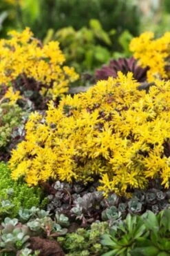 Sedum Spathulifolium 'Purpureum' P9 Cm