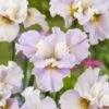 Iris Sibirica 'Dawn Waltz' P9 Cm 1 Iris Sibirica 'Dawn Waltz' P9 Cm -Verse Voor Winkel AR23DWAE b0df