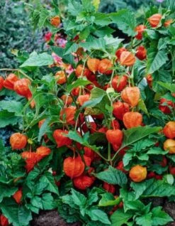Physalis Alkekengi Franchetii P9 Cm