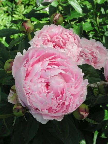 Paeonia (LD) 'Sarah Bernhardt' C5 Cm 4 Paeonia (LD) 'Sarah Bernhardt' C5 Cm - Afbeelding 2