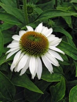 Echinacea Purpurea 'Alba' C2 Cm