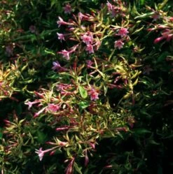 Jasminum Stephanense C2 60-70 Cm