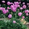 Scabiosa Columbaria 'Pink Mist' P11 Cm 2 Scabiosa Columbaria 'Pink Mist' P11 Cm -Verse Voor Winkel DAPC8EPD 9ef8 1