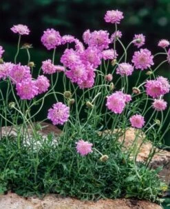 Scabiosa Columbaria 'Pink Mist' P11 Cm