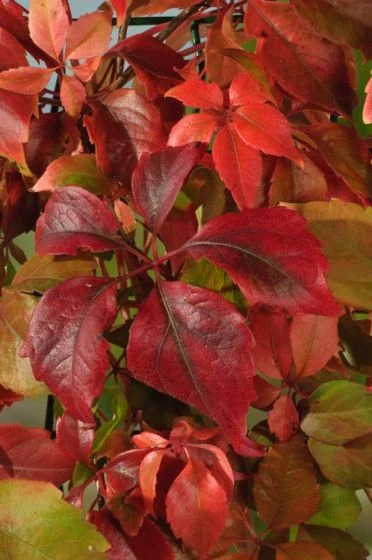 Parthenocissus Quinquefolia Engelmannii C2 80_100_CM 3 Parthenocissus Quinquefolia Engelmannii C2 80_100_CM - Afbeelding 2