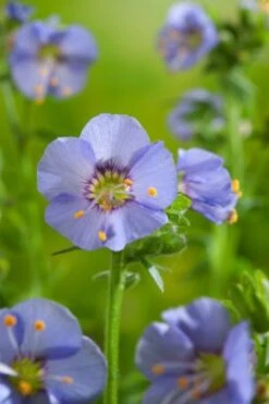 Polemonium Caeruleum 'Bambino Blue' P9 Cm 5 Polemonium Caeruleum 'Bambino Blue' P9 Cm -Verse Voor Winkel DRYWWRVP 1175
