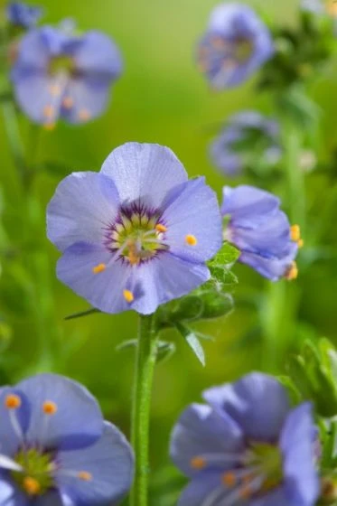 Polemonium Caeruleum 'Bambino Blue' P9 Cm 4 Polemonium Caeruleum 'Bambino Blue' P9 Cm - Afbeelding 2