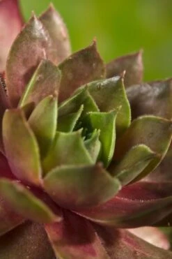 Sempervivum 'Othello' P9 Cm