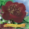 Paeonia (LE) 'Nippon Beauty' C5 Cm 2 Paeonia (LE) 'Nippon Beauty' C5 Cm -Verse Voor Winkel E3NBVV56 92b7