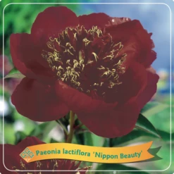 Paeonia (LE) 'Nippon Beauty' C5 Cm