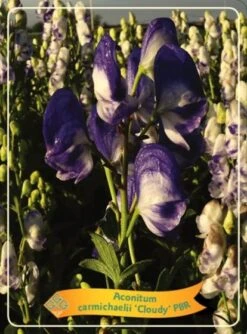 Aconitum Carmichaelii 'Cloudy' P11 Cm Tray 10 Stuks
