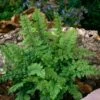Polystichum Setiferum C5 Cm 1 Polystichum Setiferum C5 Cm -Verse Voor Winkel ELKBAT9Z 0736