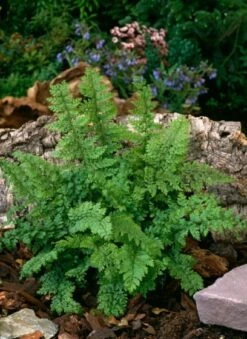 Polystichum Setiferum C5 Cm