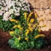 Solidago Sphacelata 'Golden Fleece' P9 Cm 2 Solidago Sphacelata 'Golden Fleece' P9 Cm -Verse Voor Winkel EY8H8381 3e7d