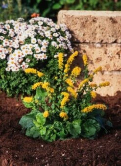 Solidago Sphacelata 'Golden Fleece' P9 Cm