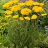 Achillea Filipendulina 'Cloth Of Gold' P11 Cm -Verse Voor Winkel GA3L3B3E 2aa9