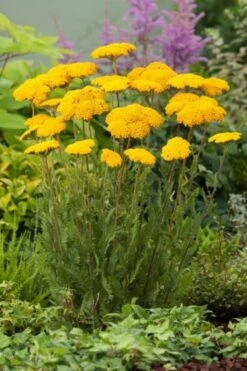 Achillea Filipendulina 'Cloth Of Gold' P11 Cm