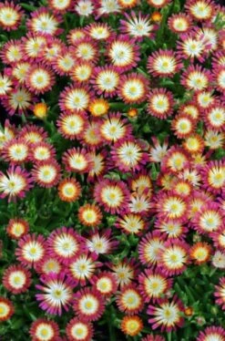 Delosperma Cooperi 'Jewel Of Desert Ruby' P9