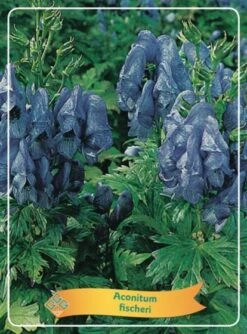Aconitum Fischeri P11 Cm Tray 10 Stuks