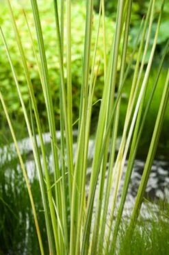 Schoenoplectus Lacustris 'Albescens' P9 Cm