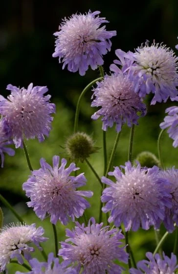 Knautia Arvensis P9 Cm 4 Knautia Arvensis P9 Cm - Afbeelding 2