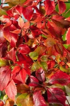 Parthenocissus Quinquefolia Engelmannii C2 80_100_CM 6 Parthenocissus Quinquefolia Engelmannii C2 80_100_CM -Verse Voor Winkel JC84WWJZ c31e 1