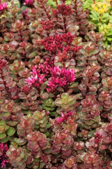 Sedum Spurium 'Fuldaglut' P9 Cm 3 Sedum Spurium 'Fuldaglut' P9 Cm