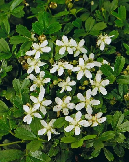 Potentilla Tridentata 'Nuuk' P9 Cm 3 Potentilla Tridentata 'Nuuk' P9 Cm