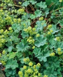 Alchemilla Erythropoda P9 Cm