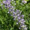 Baptisia 'Starlite' P9 Cm