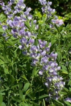 Baptisia 'Starlite' P9 Cm