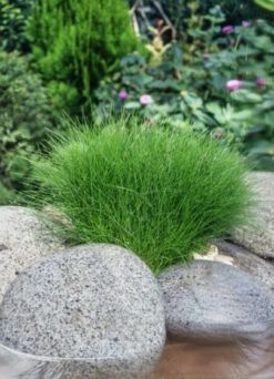 Eleocharis Acicularis P9