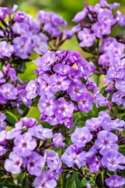 Phlox (P) Sweet Summer Temptation P9 Cm