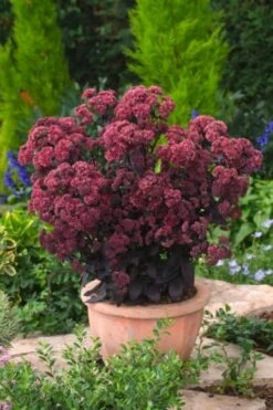 Sedum 'José Aubergine' P9 Cm