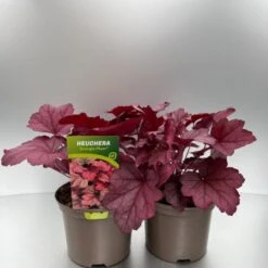 Heuchera 'Georgia Plum' P9