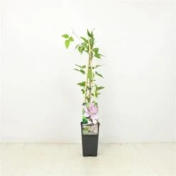 Clematis 'Bagatelle' C2 60-70 Cm