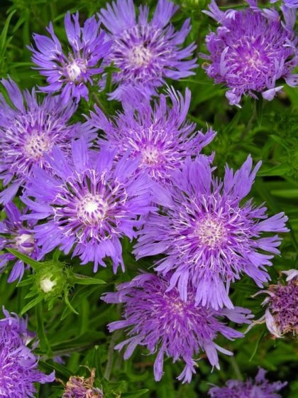 Stokesia Laevis P9 Cm 4 Stokesia Laevis P9 Cm - Afbeelding 2