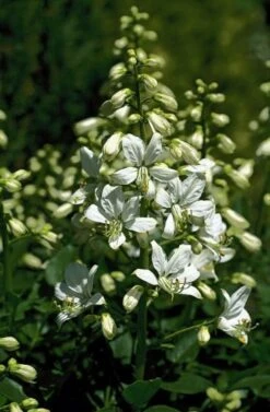 Dictamnus Albus 'Albiflorus' P9 Cm
