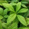 Rodgersia Henrici P9 Cm 1 Rodgersia Henrici P9 Cm -Verse Voor Winkel NSWVB83G 3fec