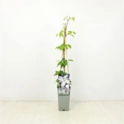 Clematis 'Blekitny Aniol' C2 60-70 Cm