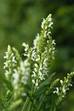 Salvia Nem. Sensation Compact White P9 Cm