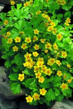 Waldsteinia Geoides P9 Cm