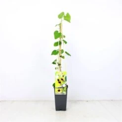 Aristolochia Macrophylla C2 60-70 Cm