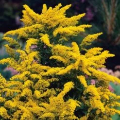 Solidago 'Goldkind' P9 Cm
